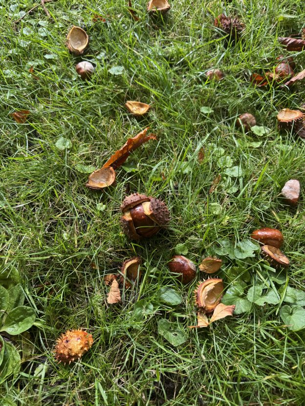 Herbstzeit – Loslassen?